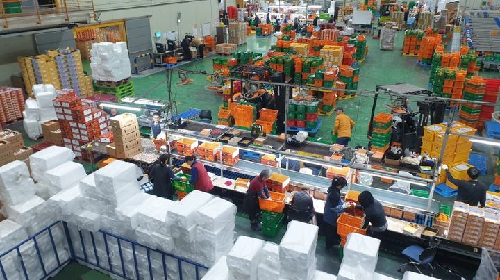 충북 도시농부의 제주 감귤유통센터 작업 모습. (사진=충북도 제공) *재판매 및 DB 금지