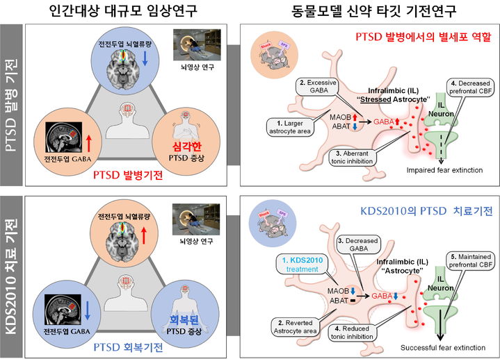 [서울=뉴시스] 외상후스트레스장애(PTSD)에서 별세포의 GABA 조절 메커니즘과 신약 KDS2010의 치료 효과를 보여주는 역중개연구의 전체 과정. (사진=이화여대 제공) 2025.07.29. photo@newsis.com *재판매 및 DB 금지