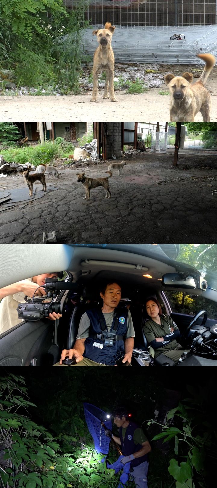 [서울=뉴시스] 29일 오후 10시 40분 방송하는 JTBC 예능 프로그램 '아무도 몰랐던, 비하인드'에서는 뼈대만 남은 폐공장을 점령한 들개 20여 마리를 보여준다. (사진=JTBC '아무도 몰랐던, 비하인드' 제공) 2025.07.29. photo@newsis.com *재판매 및 DB 금지