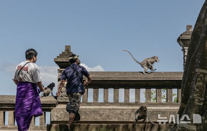 [뉴시스] 관광객의 안경을 가져가는 원숭이. (출처=WSJ) 