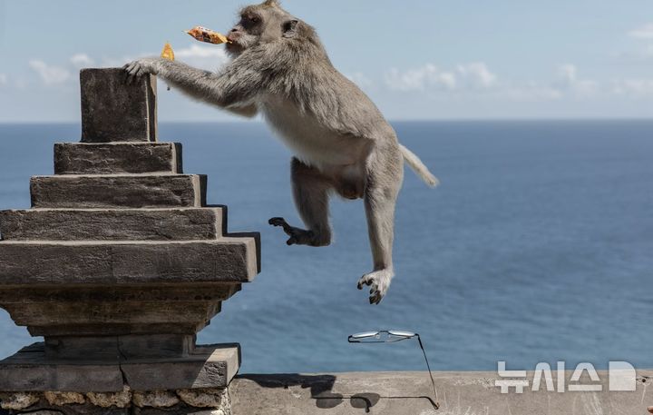 [뉴시스] 협상에 성공해 안경을 돌려주는 원숭이. (출처=WSJ)