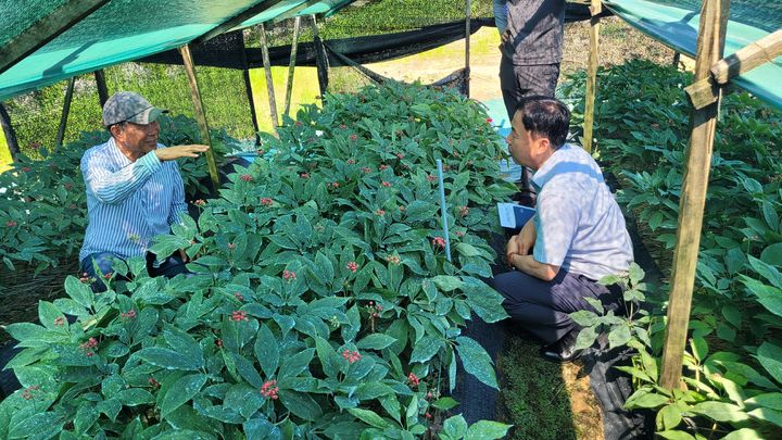 [세종=뉴시스]박정관 농촌진흥청 국립원예특작과학원 인삼특작부장이 29일 충북 충주 인삼 '천량' 종자 채취 현장을 찾아 종자 순도 유지 상태를 점검하고 고온 피해 경감 기술을 지도하고 있다. (사진=농진청 제공) *재판매 및 DB 금지