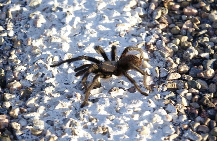 [서울=뉴시스] 짝짓기 철을 맞은 괴물 거미 '타란튤라'의 대규모 이동이 미국 서부와 남서부 등지에서 포착되고 있다. (사진=USA투데이 갈무리) 2025.07.29 *재판매 및 DB 금지
