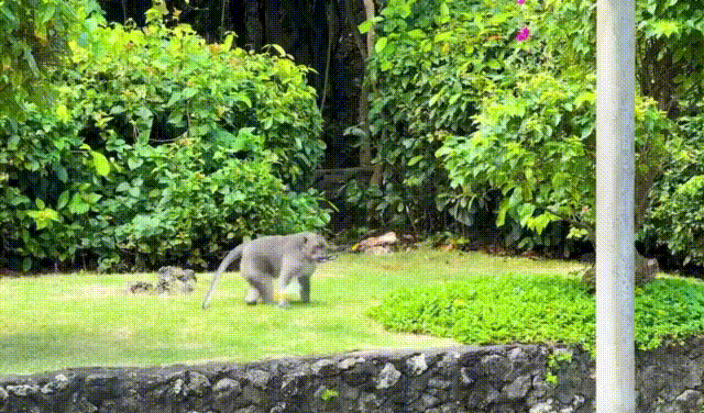 [뉴시스]사원 측은 급식 횟수와 음식 종류를 조절하며 원숭이들의 절도 억제를 유도하고 있지만 원숭이들의 도둑질은 생계수단이 아닌 일종의 놀이로 굳어진 상태다. 과일 가방을 받고 휴대폰을 돌려주는 원숭이. (사진=WSJ) *재판매 및 DB 금지