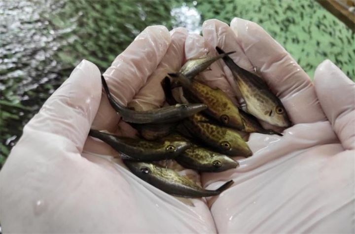 [안동=뉴시스] 경북도 수산자원연구원이 종자 생산한 어린 말쥐치. (사진=경북도 제공) 2025.07.29. photo@newsis.com *재판매 및 DB 금지