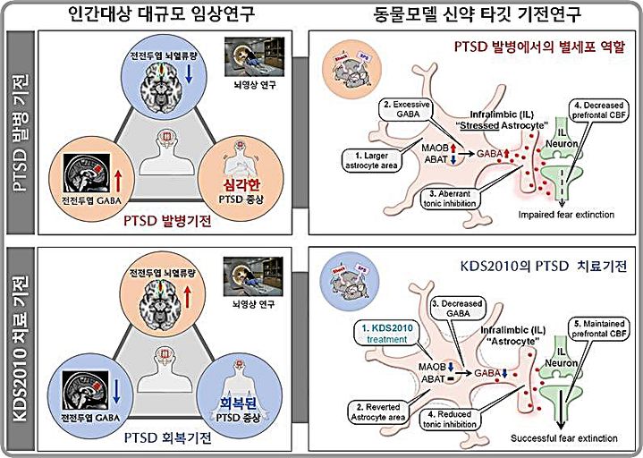 [대전=뉴시스]PTSD에서 별세포 GABA 조절 메커니즘 및 신약 KDS2010의 치료 효과 요약도.(사진=IBS 제공) *재판매 및 DB 금지