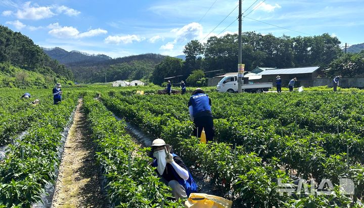[포항=뉴시스] 송종욱 기자 = 한동대학교가 지난 3월 대형 산불로 큰 피해를 본 경북 의성군 단촌면 하화리 주민을 위해 3주간 대규모 피해 복구 봉사 활동을 했다. 사진은 봉사 활동에 나선 한동대 학생들이 고추밭에서 농사일을 돕는 모습. (사진=한동대 제공) 2025.07.29. photo@newsis.com