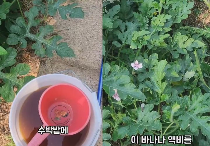 [서울=뉴시스] 가수 마야가 농부로 변신한 근황을 공개했다. (사진=마야 인스타그램 캡처) 2025.07.29. photo@newsis.com  *재판매 및 DB 금지