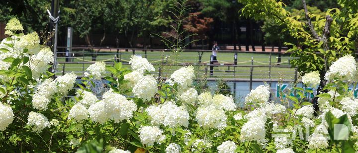 [인천=뉴시스] 전진환 기자 = 폭염이 계속되는 29일 오후 인천 연수구 테크노파크역 인근 산책로에 수국이 만개해 있다. 2025.07.29 amin2@newsis.com