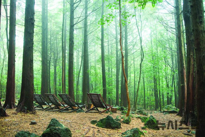[서울=뉴시스]제주 서귀포 치유의 숲 (사진 = 한국관광공사) 2022.3.11. photo@newsis.com 