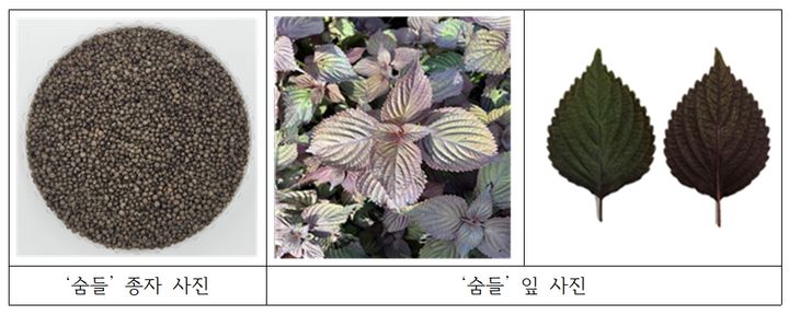 농촌진흥청이 미세먼지 등 대기오염으로 인한 호흡기 질환 예방에 효과가 있는 국산 잎들깨 품종 '숨들'을 개발해 산업화 기반 마련에 나섰다. (사진 = 농진청 제공) 2025.07.30. *재판매 및 DB 금지