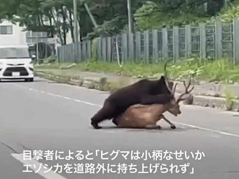 [서울=뉴시스]일본에서 곰이 살아있는 사슴을 공격하는 모습이 목격되었다.(영상= 마이니치신문)2025.07.30. *재판매 및 DB 금지