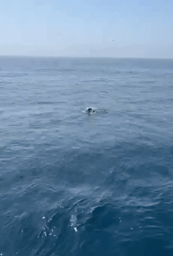 [서울=뉴시스] 모로코에서 스페인까지 튜브와 오리발만으로 지중해를 건너려던 남성이 구조됐다. (사진 = 스페인 왕립 요트 협의회(RAECY) 페이스북 갈무리) 2025.07.30. *재판매 및 DB 금지