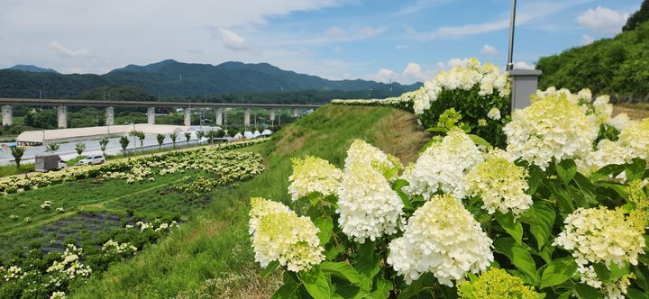 [옥천=뉴시스] 수국 만개한 옥천 묘목공원. (사진=옥천군 제공) 2025.07.30. photo@newsis.com *재판매 및 DB 금지