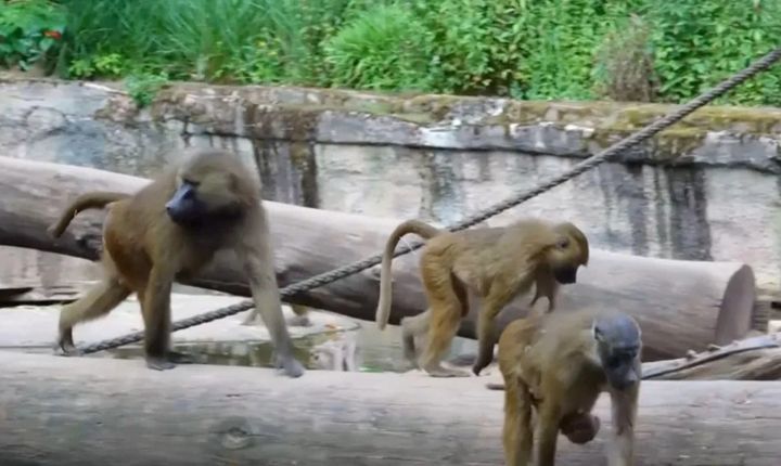 [뉴시스]개코원숭이. 사진은 기사 내용과 관련 없음(사진=뉴시스 DB)&nbsp; *재판매 및 DB 금지