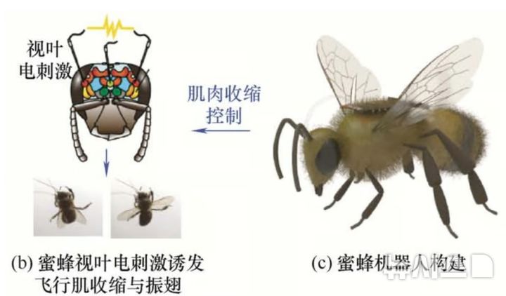 꿀벌을 정찰드론으로…中 세계 최초 '사이보그 꿀벌' 개발