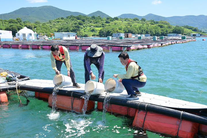 [여수=뉴시스] 전남 여수시가 전국 처음으로 고수온 해역의 양식 물고기 치어를 바다로 방류하고 있다. (사진=여수시 제공) 2025.07.30. photo@newsis.com *재판매 및 DB 금지