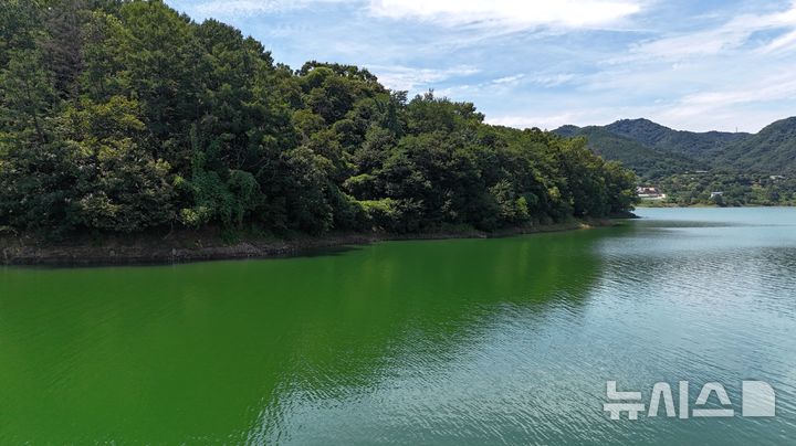 녹조로 물든 식수원, 대청호 조류예보 '경계'로 올리나
