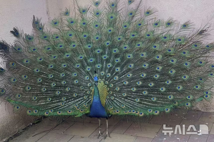 [캘리포니아=AP/뉴시스] 캘리포니아 라이드 호텔의 공작새 중 한 마리가 깃털을 드러내고 있다. 2025.07.23. 