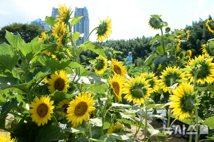 [울산=뉴시스] 배병수 기자 = 울산전역에 폭염경보가 내려진 30일 오전 중구 태화국가정원 일원에 해바라기가 만개해 한여름 정취를 전해주고 있다. 2025.07.30.bbs@newsis.com.