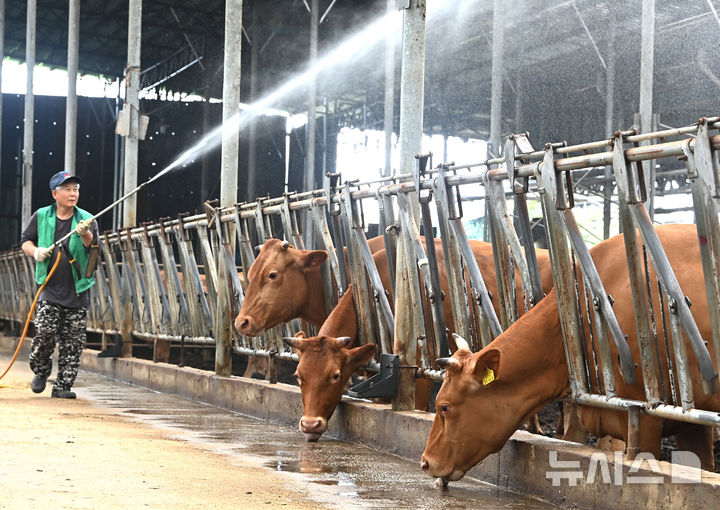 [화성=뉴시스] 김종택 기자 = 전국 대부분 지역에 폭염특보가 발효된 지난 30일 경기 화성시 우정읍의 한 축사에서 농장주가 더위에 지친 소들에게 물을 뿌려주고 있다. 2025.07.30. jtk@newsis.com