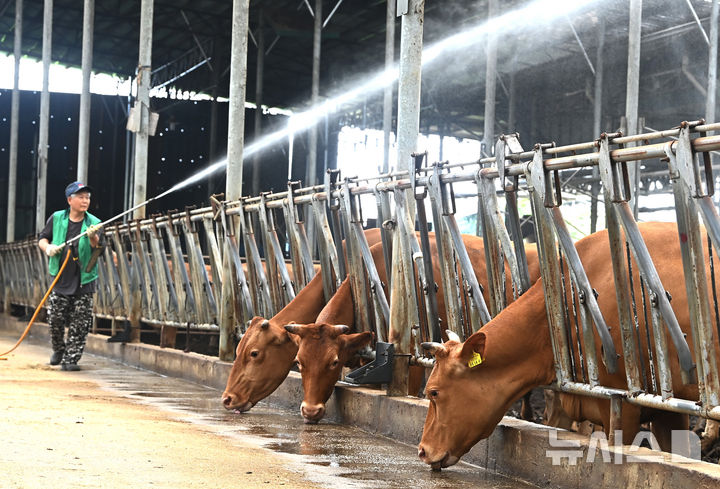 [안동=뉴시스] 더위 식히는 소 축사. (사진=뉴시스 DB) 2025.09.06