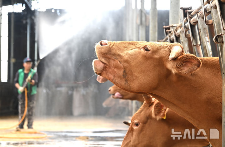 [화성=뉴시스] 김종택 기자 = 전국 대부분 지역에 폭염특보가 발효된 30일 경기 화성시 우정읍의 한 축사에서 농장주가 더위에 지친 소들에게 물을 뿌려주고 있다. 2025.07.30. jtk@newsis.com