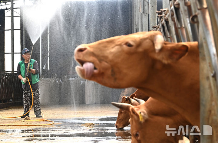 [화성=뉴시스] 김종택 기자 = 사진은 전국 대부분 지역에 폭염특보가 발효된 지난달 30일 경기 화성시 우정읍의 한 축사에서 농장주가 더위에 지친 소들에게 물을 뿌려주고 있는 모습. 2025.07.30. jtk@newsis.com
