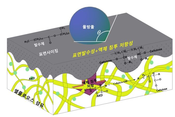 [진주=뉴시스]종이 표면에서의 발수성과 종이 내부로의 액체 침투 저항성을 동시에 발현한 종이 표면 발수 처리 기술 모식도. *재판매 및 DB 금지