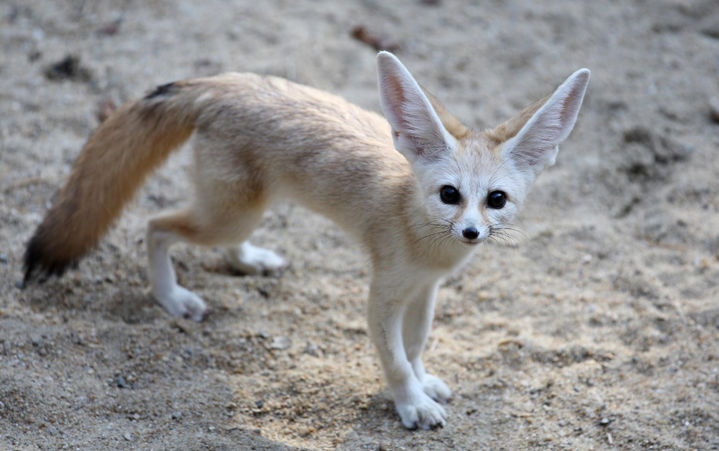[서울=뉴시스]서울대공원 사막여우. 2025.07.31. (사진=서울대공원 제공) *재판매 및 DB 금지