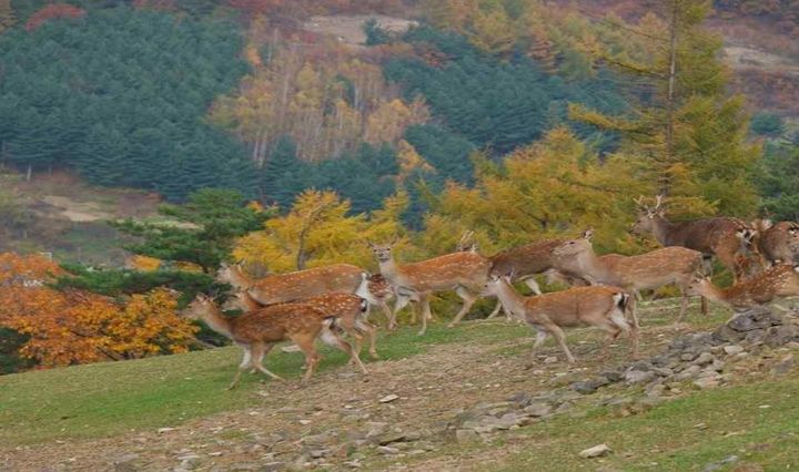 강원도 태백 지역 청정공기와 고지대 생태자원을 바탕으로 '체험' 콘텐츠 제공하는 지역사업체. (사진=문체부 제공) *재판매 및 DB 금지
