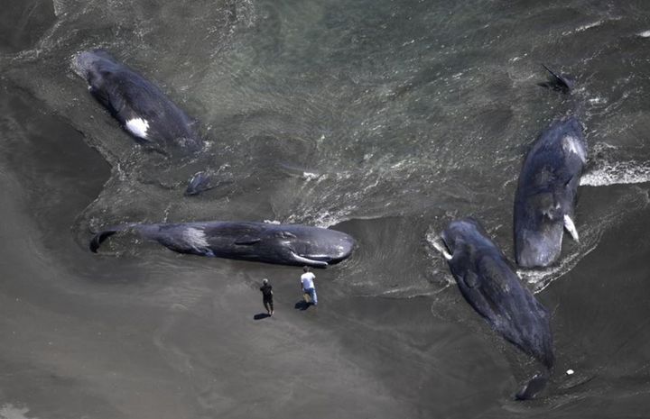 30일(현지시각) 마이니치신문이 촬영한 치바현의 한 해안으로 밀려온 고래 4마리의 사진이다. (출처=마이니치신문) *재판매 및 DB 금지