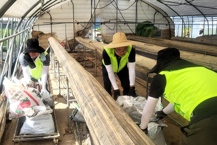 [창원=뉴시스]경남농협, 집중호우 피해 복구 일손돕기 총력.(사진=경남농협 제공) 2025.07.31.photo@newsis.com *재판매 및 DB 금지