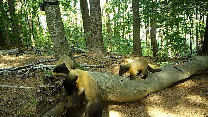 [대전=뉴시스] 국립수목원은 광릉숲에서 포착된 아기 담비 형제와 어미.(사진=국립수목원 제공) *재판매 및 DB 금지