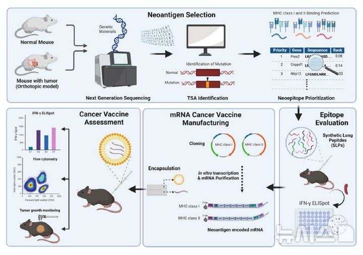 [부천=뉴시스] 정일형 기자 = 국내 최초 개인 맞춤형 mRNA 암백신 개발. (사진=가톨릭대 제공)