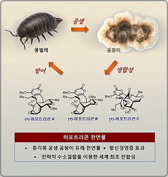 [대전=뉴시스] KAIST 화학과 한순규 교수팀이 콩벌레 공생 곰팡이에서만 극미량을 얻을 수 있던 신경염증 억제 천연물 '허포트리콘 A,B,C'를 세계 최초로 화학적 합성에 성공했다. 사진은 연구 요약도.(사진=KAIST 제공) *재판매 및 DB 금지