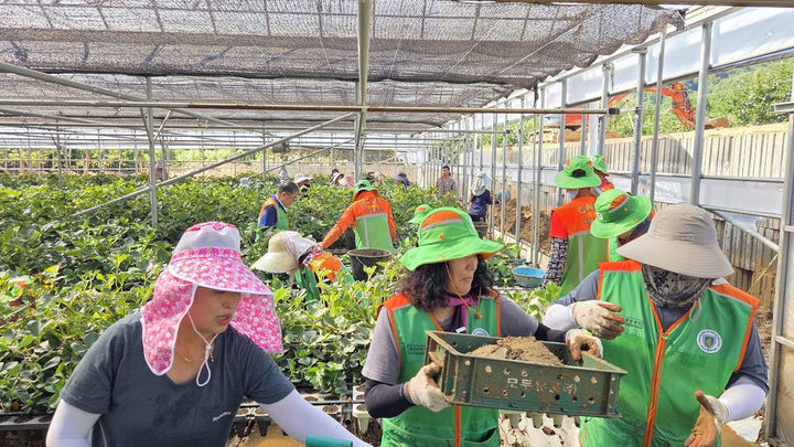 [통영=뉴시스] 신정철 기자= 경남 통영시 지역자율방재단(단장 강석만)은 31일, 최근 집중호우로 큰 피해를 입은 산청군 단성면 방목마을을 방문해 비닐하우스 등 시설복구를 지원했다. 사진은 통영시 소속 직원 및 지역자율방재단원 26명이 비닐하우스 등 시설복구 활동을 펼치고 있는 모습.(사진=통영시 제공).2025.07.31. photo@newsis.com *재판매 및 DB 금지