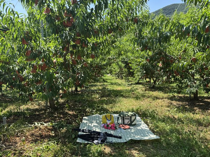 경남 함양군 '복사꽃길청년들' *재판매 및 DB 금지