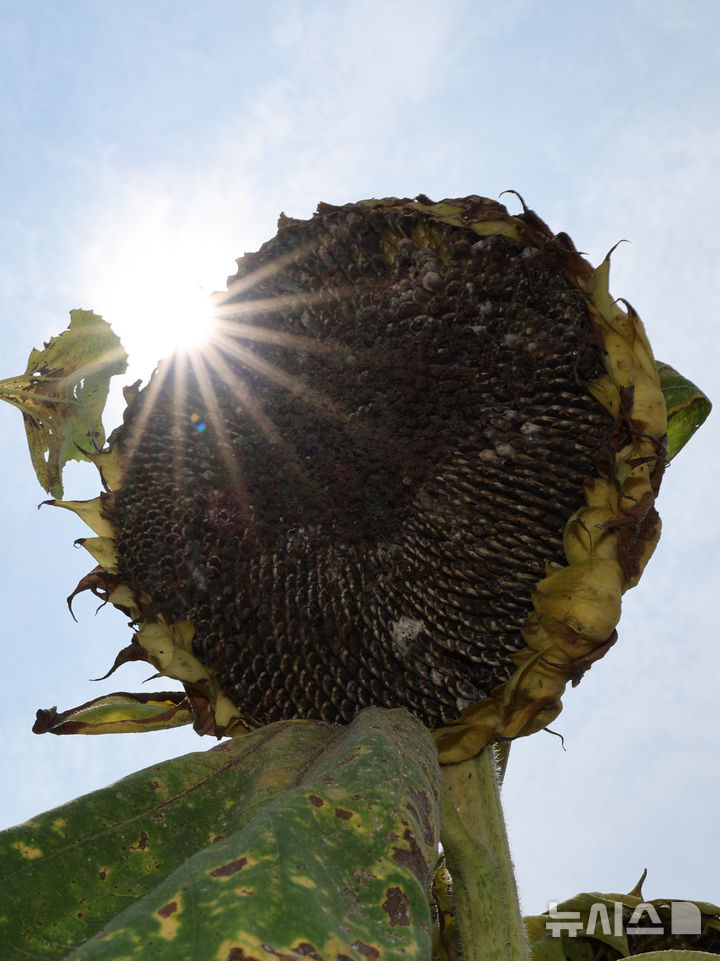 [인천=뉴시스] 전진환 기자 = 연일 폭염이 이어지는 31일 오후 인천 연수구 송도의 한 텃밭 인근에 핀 해바라기가 더위에 타들어가고 있다. 2025.07.31. amin2@newsis.com