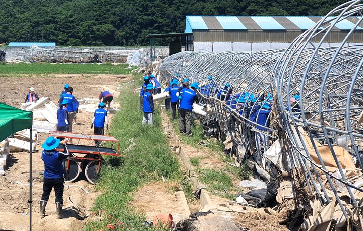 [창원=뉴시스]경남농협·경상국립대, 집중호우 피해농가 일손돕기.(사진=경남농협 제공) 2025.08.01.photo@newsis.com *재판매 및 DB 금지