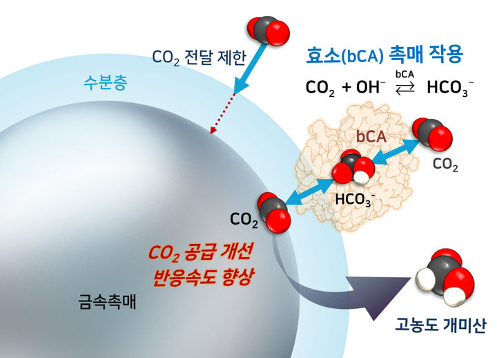 [서울=뉴시스] 사진은 박기태 교수 연구팀 연구 관련 이미지. (사진=건국대 제공) 2025.08.01. photo@newsis.com *재판매 및 DB 금지
