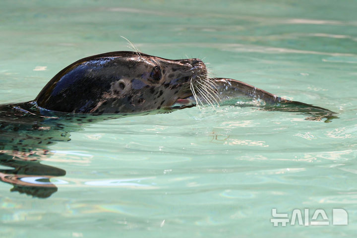 [과천=뉴시스] 권창회 기자 = 경기 과천시 서울대공원 동물원에서 점박이물범이 사육사들이 준비한 특식을 먹고 있다. 2025.08.01. kch0523@newsis.com