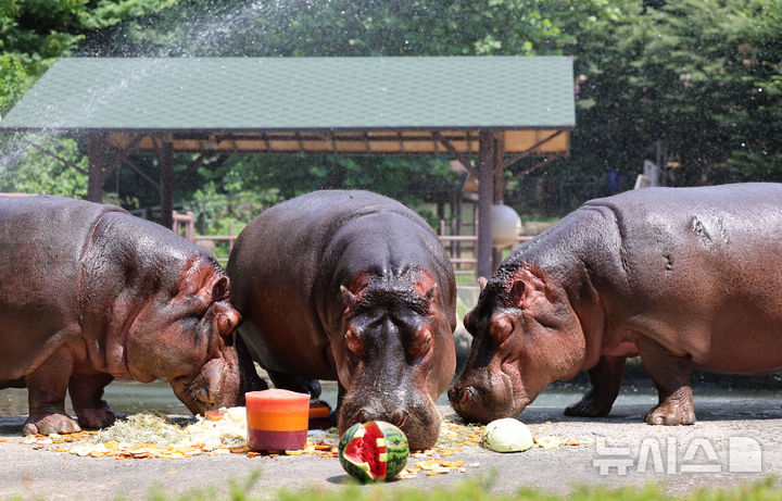 [과천=뉴시스] 권창회 기자 = 폭염이 이어지고 있는 1일 경기 과천시 서울대공원 동물원에서 하마가 사육사들이 준비한 특식을 먹고 있다. 2025.08.01. kch0523@newsis.com