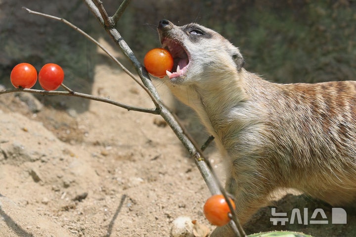 [과천=뉴시스] 권창회 기자 = 폭염이 이어지고 있는 1일 경기 과천시 서울대공원 동물원에서 미어캣이 사육사들이 준비한 특식을 먹고 있다. 2025.08.01. kch0523@newsis.com