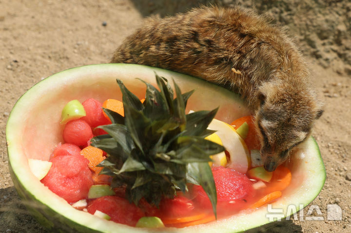 [과천=뉴시스] 권창회 기자 = 폭염이 이어지고 있는 1일 경기 과천시 서울대공원 동물원에서 미어캣이 사육사들이 준비한 특식을 먹고 있다. 2025.08.01. kch0523@newsis.com