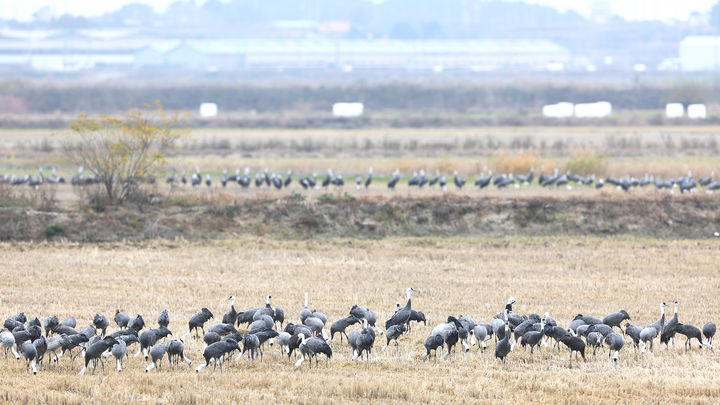 [서산=뉴시스] 지난해 11월 충남 서산 천수만 볏짚 존치 논에서 철새들이 먹이 활동을 하고 있다. (사진=서산버드랜드 제공) 2025.08.02. photo@newsis.com *재판매 및 DB 금지