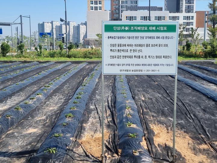 [청주=뉴시스] 충북 청주시농업기술센터 내 단삼 조직배양묘 시험 재배포. (사진=뉴시스 DB). photo@newsis.com *재판매 및 DB 금지