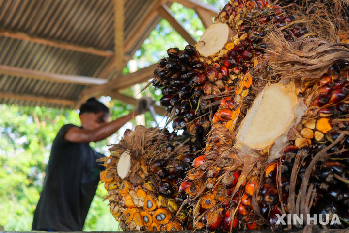 [아체=Xinhua/뉴시스] 지난 8월 (현지시각) 인도네시아 아체주의 한 농장에서 노동자가 수확한 팜유 열매를 차량에서 내리고 있다. 기사 이해를 돕기 위한 사진. 2026.03.31.