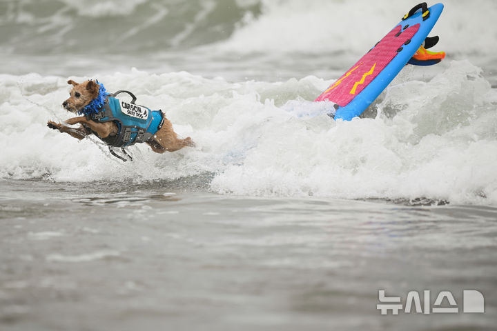 [퍼시피카=AP/뉴시스] 2일(현지 시간) 미국 캘리포니아 퍼시피카에서 열린 연례 세계 도그 서핑 챔피언십에 출전한 강아지가 점프하고 있다. 2025.08.04.