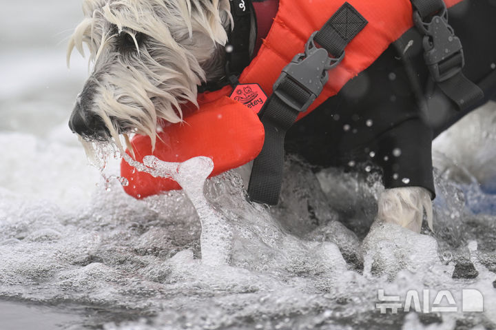[퍼시피카=AP/뉴시스] 2일(현지 시간) 미국 캘리포니아 퍼시피카에서 열린 연례 세계 도그 서핑 챔피언십에 출전한 강아지가 파도를 타고 있다. 2025.08.04.